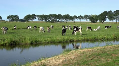 4K. Cows on livestock farming. Cows grazing on green meadow in Edam, Netherlands. Dutch landscape. Near the cows there is a stream of water-Adrian