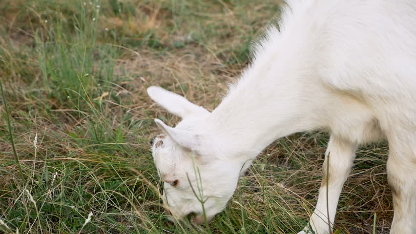 baby goat eating grass on green: стоковое видео (без лицензи