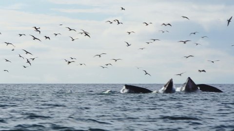 A Pod of whales using bubblenet feeding technique burst from the ocean as they feed on herring. Herring Gulls join in the feeding frenzy.Humpback whale (Megaptera novaeangliae) is a species of baleen 