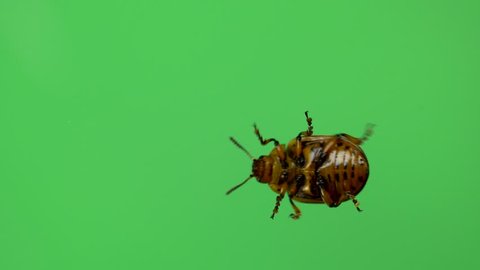 Colorado potato beetle bug walking on green screen. bottom view
