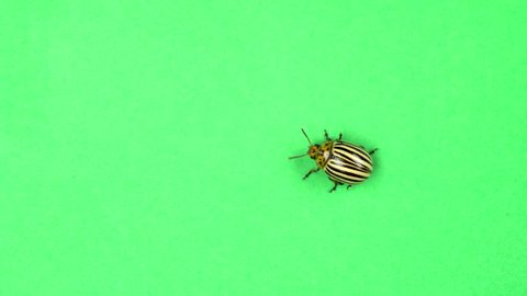 Colorado potato beetle bug walking on green screen
