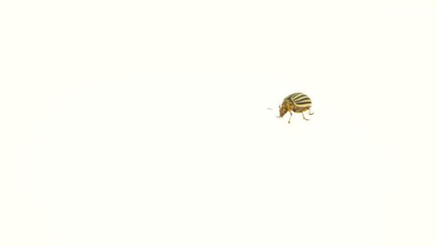 Colorado beetle runs to a bush of potatoes on a white background