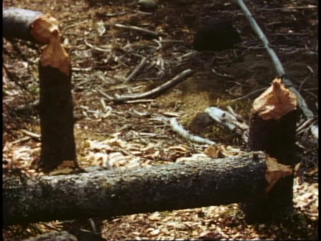 MOUNT RAINER NATIONAL PARK, WASHINGTON, 1978, Pine trees felled by beavers