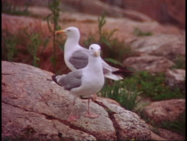 ACADIA NATIONAL PARK, MAINE, 1978, Close up of seagulls