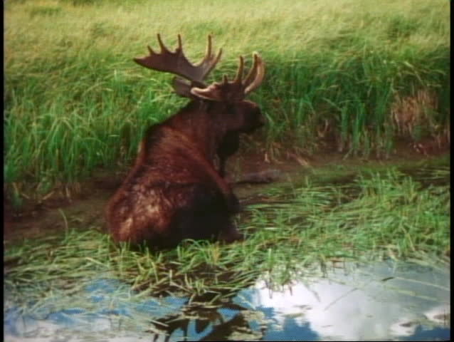 YELLOWSTONE NATIONAL PARK, WYOMING, 1978, Moose sitting in pond, medium shot