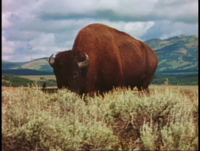 YELLOWSTONE NATIONAL PARK, WYOMING, 1978, Buffalo walking through meadow