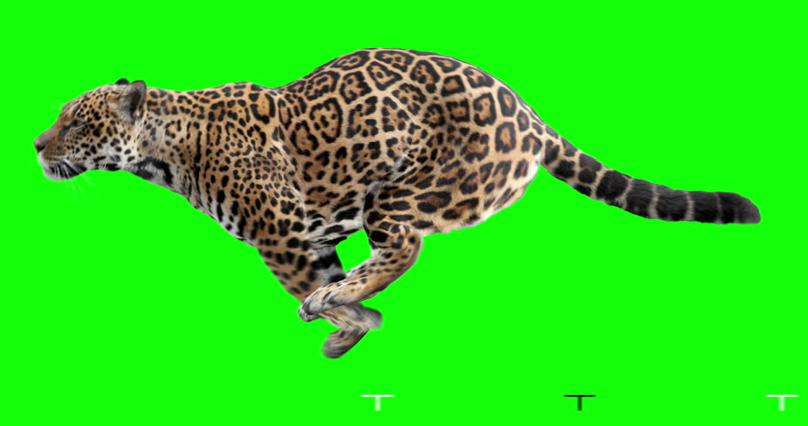 Jaguar running. Isolated and cyclic animation. Green Screen. | Shutterstock HD Video #1015419256