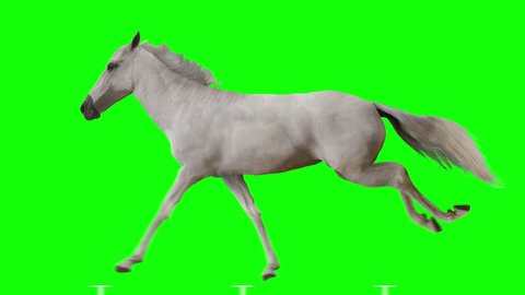 White horse runs gallop. Isolated and cyclic animation. Green Screen.