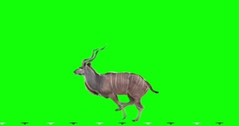 Kudu antelope jumps. Two variations: with horns (male) and without horns (female). Isolated cyclic animation. Can also use as a silhouette. Green Screen.
