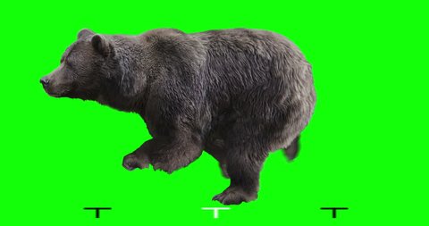 Isolated brown grizzly bear cyclical running. Can be used in real coloring, and as a silhouette. Green Screen.