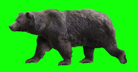 Isolated brown grizzly bear cyclical walking. Can be used in real coloring, and as a silhouette. Green Screen.
