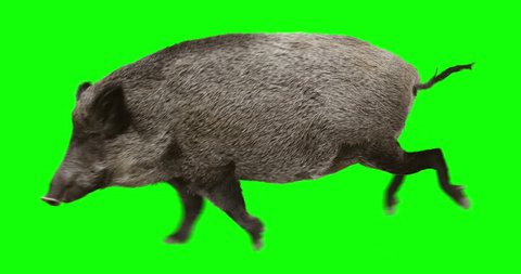 Wild boar gallop runs. Animation is cyclic and isolated. Green Screen