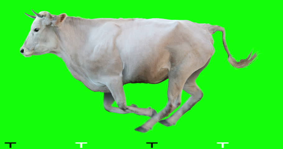 White Bull Runs On a Stock Footage Video (100% Royalty-free) 1015419361