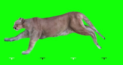 Cougar is running. Isolated and cyclic animation. Green Screen.