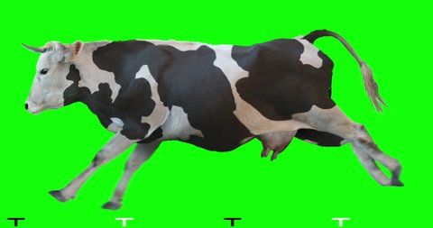 Black and white cow runs on a transparent background. Cyclic animation. Green Screen. Can also use as a silhouette.