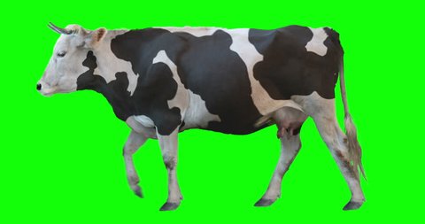 Black and white cow walking on a transparent background. Cyclic animation. Green Screen. Can also use as a silhouette.