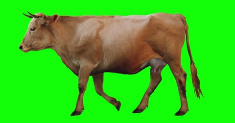 Red cow walking on a transparent background. Cyclic animation. Green Screen. Can also use as a silhouette.