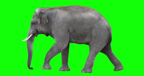 Asian elephant is walking. Isolated and cyclic animation. Can be used as a silhouette. Green Screen