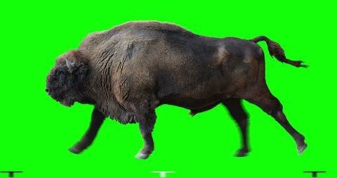 Isolated Wisent (European Wood Bison) cyclical running. Can be used in real coloring, and as a silhouette. Green Screen.