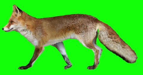 Red Fox Running Isolated And の動画素材 ロイヤリティフリー Shutterstock
