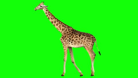 Isolated giraffe cyclical walking. Can be used as a silhouette. Green Screen.