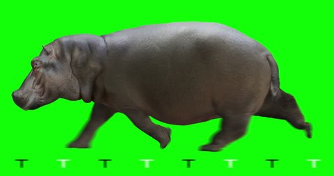 Hippo (hippopotamus) runs. Isolated and cyclic animation. Green Screen.