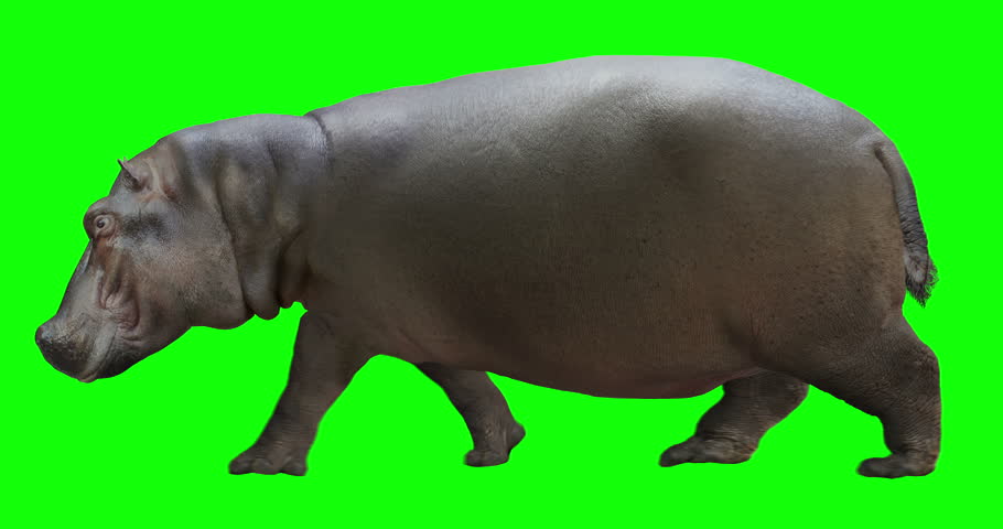 Hippo (hippopotamus) walking. Isolated and cyclic animation. Green Screen. Royalty-Free Stock Footage #1015419499