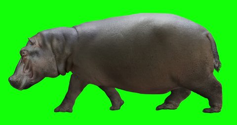 Hippo (hippopotamus) walking. Isolated and cyclic animation. Green Screen.
