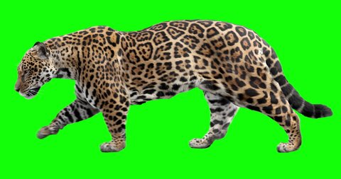 Jaguar walking. Isolated and cyclic animation. Green Screen.