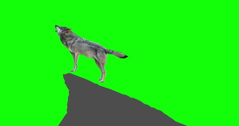 Gray wolf howling. An isolated wolf rises to a rock and howls. Green Screen. Version static camera.