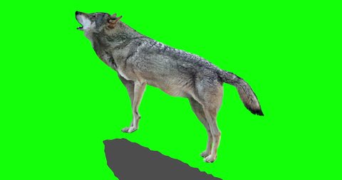 Gray wolf howling. An isolated wolf rises to a rock and howls. Green Screen. Version panoramic camera.