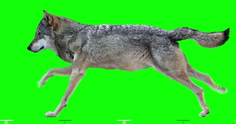 Wolf runs. Animation isolated and cyclical. You can use in real coloring, and as a silhouette. Green Screen.
