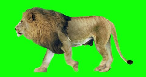 Isolated lion cyclical walking. Can be used as a silhouette. Green Screen.
