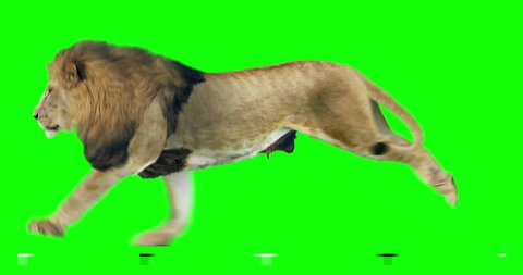 Isolated lion cyclical running. Can be used as a silhouette. Green Screen.