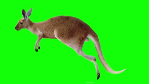 Isolated kangaroo cyclical running. Can be used as a silhouette. Green Screen.