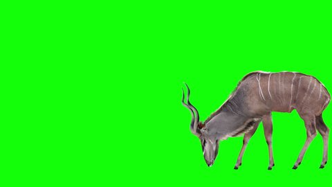 Grazing Kudu Antelope. Two variations with and without horns. Green Screen. Cyclic animation with the horizontal movement 2090 pixels for 4K (1045 for HD). You can also be used as a silhouette.