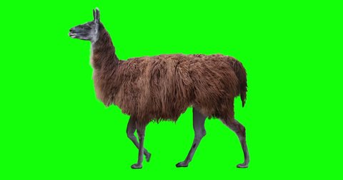 Red llama walking. Isolated and cyclic animation. Green Screen.