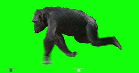 Monkey Chimp (Chimpanzze) running. Isolated and cyclic animation. Green Screen.