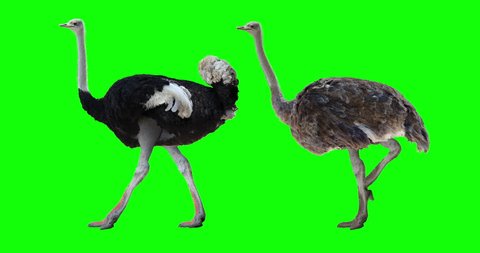 Ostrich walking. Male and female. Isolated cyclical animation. Green Screen.