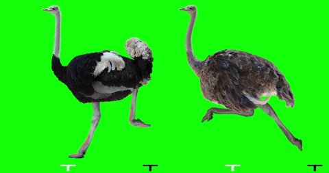 Ostrich running. Male and female. Isolated cyclical animation. Green Screen.