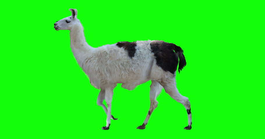 furreal walking llama