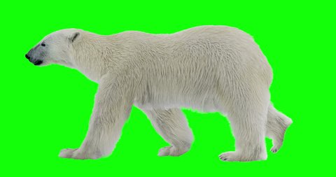 Isolated polar bear cyclical walking. Can be used in real coloring, and as a silhouette. Green Screen.