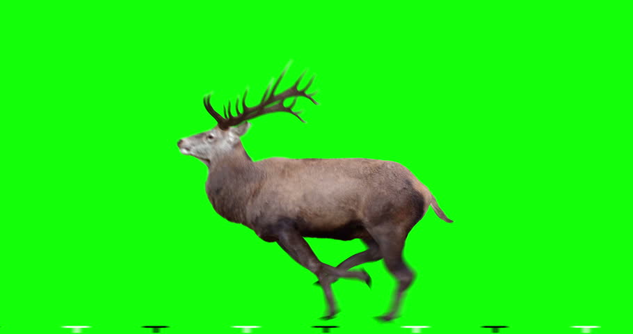 Red Deer runs gallop. Two variations: with horns (male) and without horns (female). Isolated cyclic animation. Can also use as a silhouette. Green Screen.