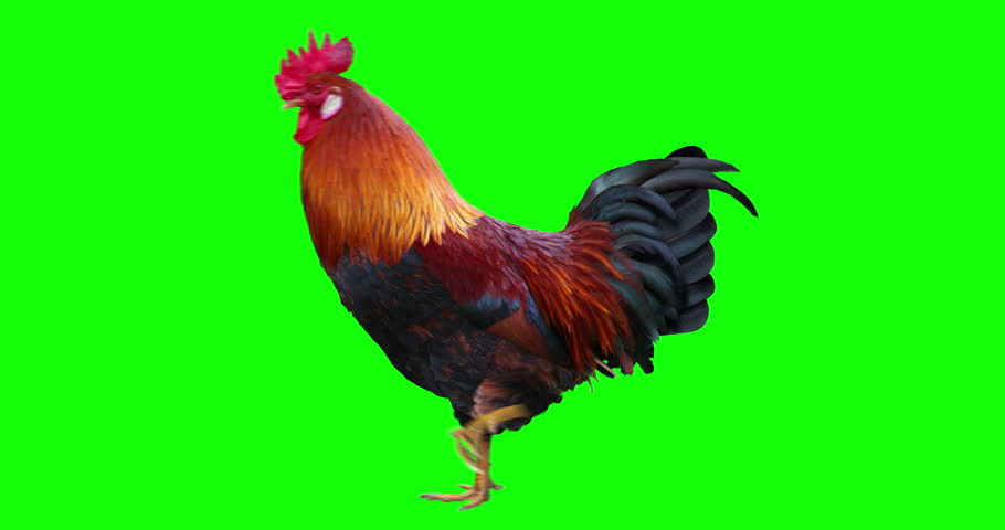 Red cock. Петух футаж.