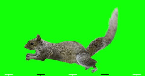 Isolated squirrel cyclical running. Can be used as a silhouette. Green Screen.
