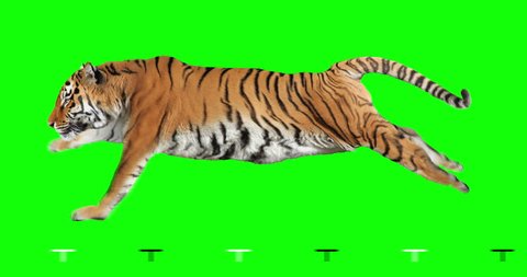 Tiger runs. Isolated and cyclic animation. Green Screen.