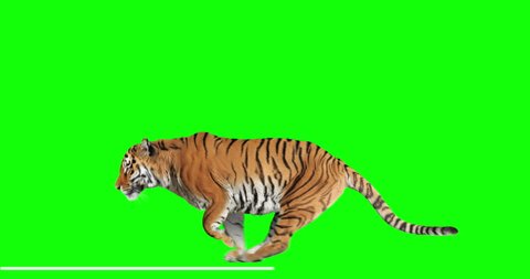 Tiger runs jumping. Animal isolated for your background. Green Screen