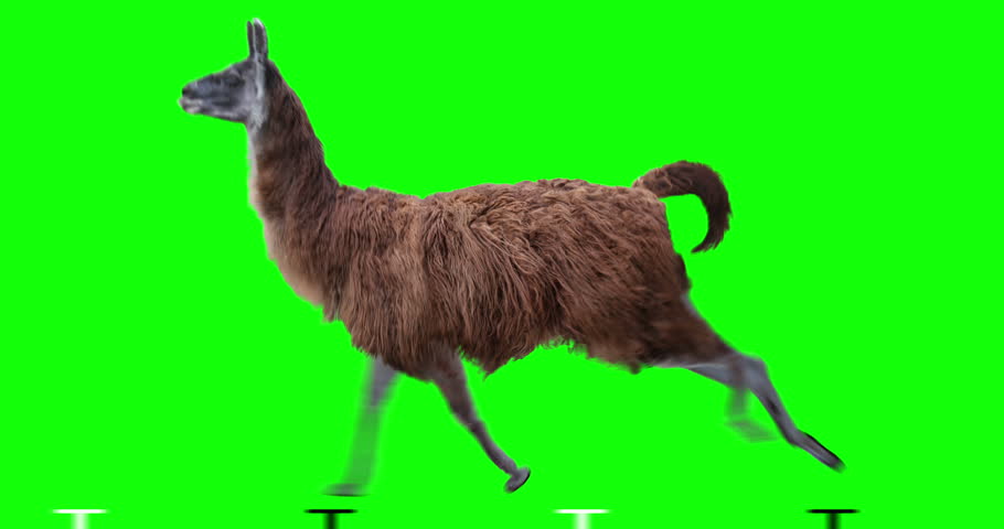 Run llama run. Радужная лама гиф. Лама в прыжке. Cat runner game. Run llama run.