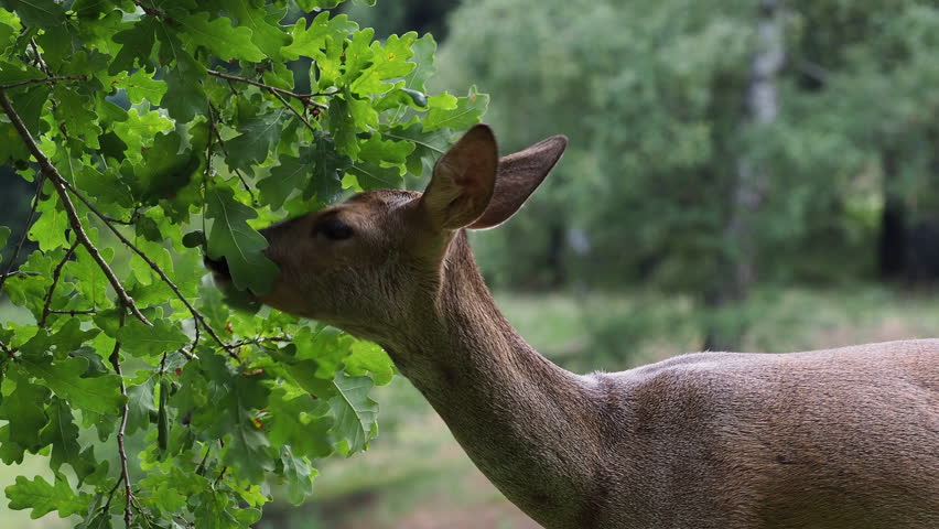 roe deer eating acorns tree capreolus Stock Footage Video (100% Royalty ...