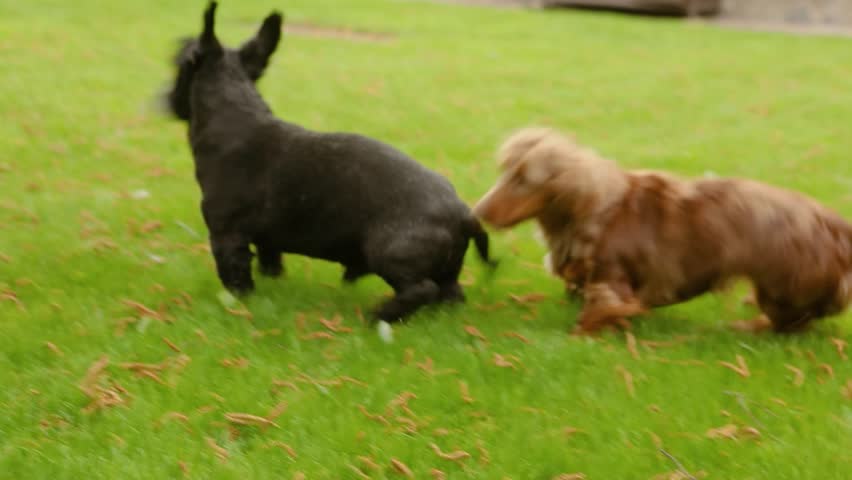 karakachanska ovcharka